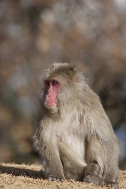 Japonya 'da Japon Macaque Maymunu (Kar Maymunu)
