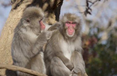 Japonya 'da Japon Macaque Maymunu (Kar Maymunu)