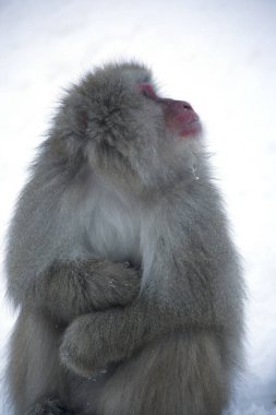 Joshinestu Kogen Ulusal Parkı 'nda Japon Kar Maymunu