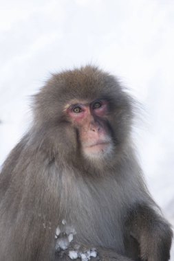 Japon Macaque kışın 