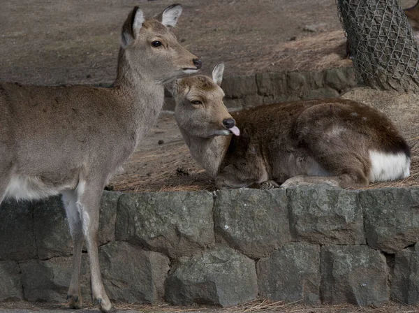 Ciervo Sika Nara Japón —  Fotos de Stock