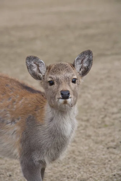 Sika Deer Nara Giappone — Foto Stock