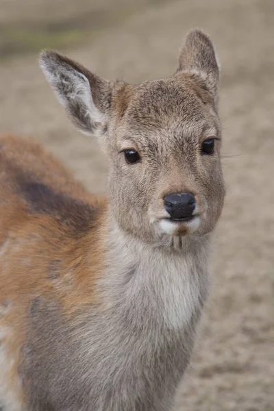 Sika Deer Nara Japan — Stock Photo, Image