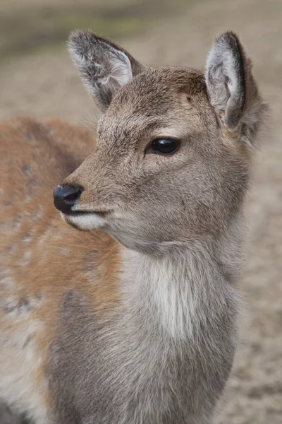 Ciervo Sika Nara Japón —  Fotos de Stock