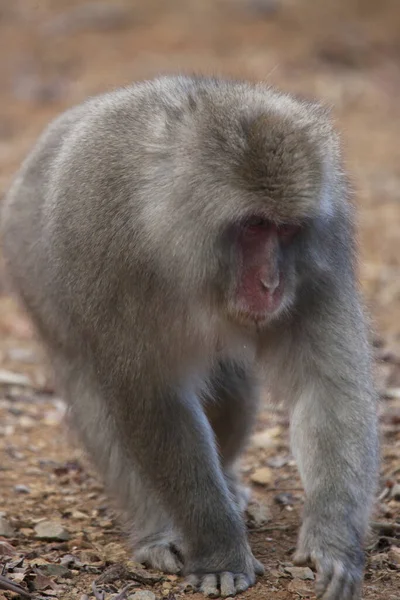 Mono Macaque Japonés Japón Kyoto — Foto de Stock