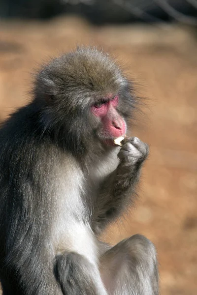 Macaco Japonês Kyoto Japão — Fotografia de Stock