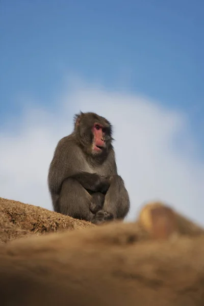 Mono Macaque Japonés Japón Kyoto — Foto de Stock
