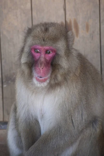 Japanse Macaque Monkey Sneeuwaap Japan — Stockfoto