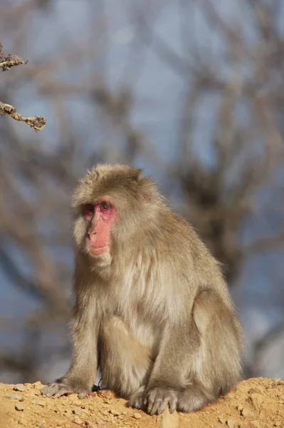 Mono Macaque Japonés Mono Nieve Japón — Foto de Stock