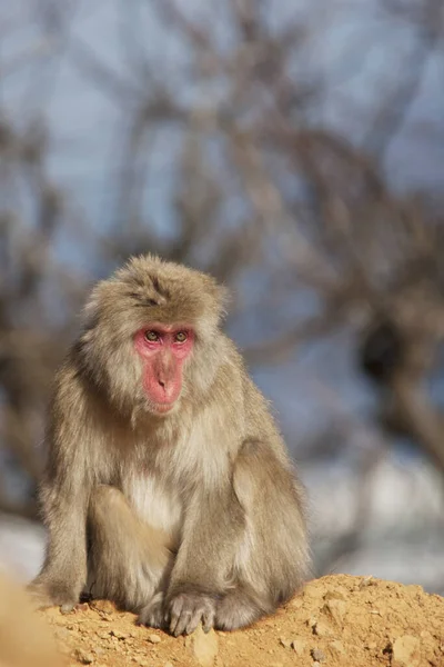 Ιαπωνική Μαϊμού Macaque Μαϊμού Χιονιού Στην Ιαπωνία — Φωτογραφία Αρχείου
