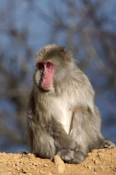 Mono Macaque Japonés Mono Nieve Japón — Foto de Stock