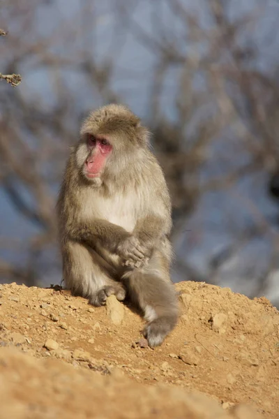 Ιαπωνική Μαϊμού Macaque Μαϊμού Χιονιού Στην Ιαπωνία — Φωτογραφία Αρχείου