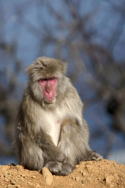 Japanse Macaque Monkey Sneeuwaap Japan — Stockfoto