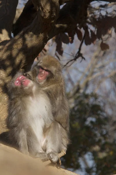 Japanese Macaque Monkey Snow Monkey Japan — Stock Photo, Image