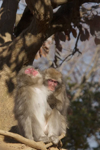 Japanse Macaque Monkey Sneeuwaap Japan — Stockfoto