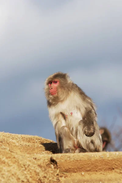 Macaco Japonês Macaco Macaco Neve Japão — Fotografia de Stock
