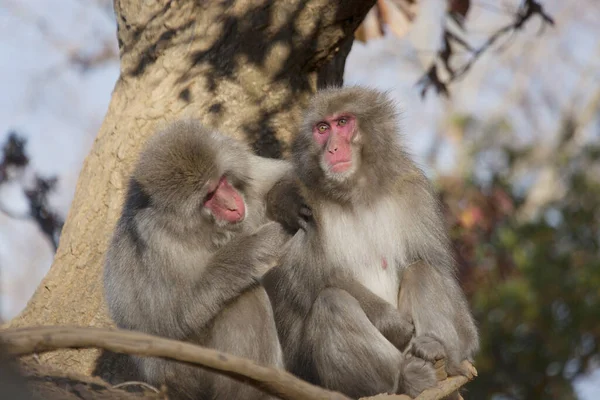 Japanese Macaque Monkey Snow Monkey Japan — Stock Photo, Image
