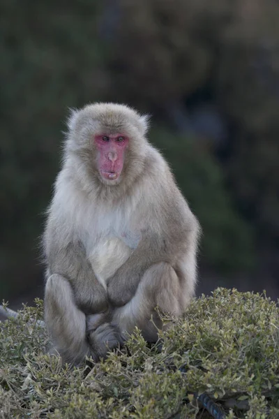 Ιαπωνική Μαϊμού Macaque Μαϊμού Χιονιού Στην Ιαπωνία — Φωτογραφία Αρχείου