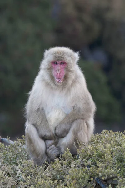 Ιαπωνική Μαϊμού Macaque Μαϊμού Χιονιού Στην Ιαπωνία — Φωτογραφία Αρχείου