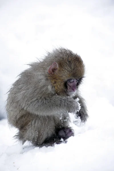 Singe Macaque Japonais Dans Parc National Joshinestu Kogen — Photo