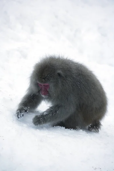 Mono Nieve Japonés Parque Nacional Joshinestu Kogen —  Fotos de Stock