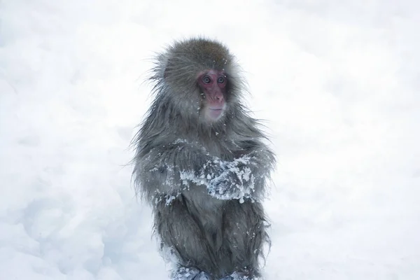 Macaco Neve Japonês Joshinestu Kogen National Park — Fotografia de Stock