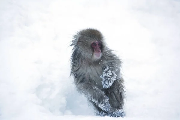 Japońska Małpa Śnieżna Parku Narodowym Joshinestu Kogen — Zdjęcie stockowe