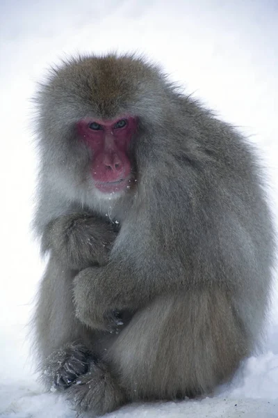 Japońska Małpa Śnieżna Parku Narodowym Joshinestu Kogen — Zdjęcie stockowe