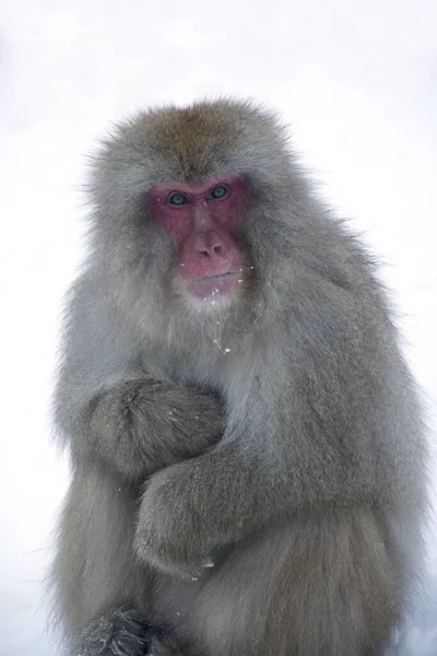 Macaco Neve Japonês Joshinestu Kogen National Park — Fotografia de Stock