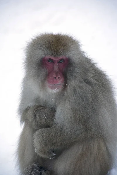 Macaco Neve Japonês Joshinestu Kogen National Park — Fotografia de Stock