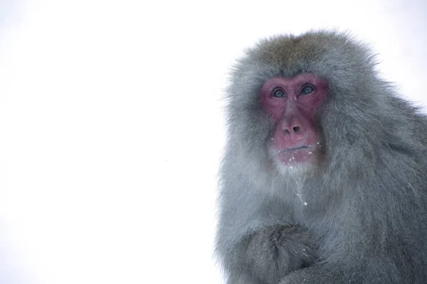 Joshinestu Kogen国家公园的日本雪猴 — 图库照片
