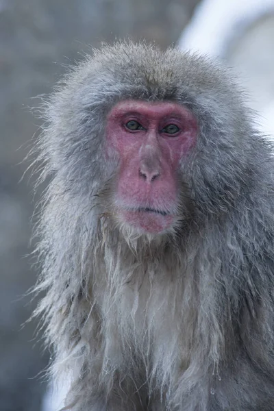 Japoński Macaque Snow Monkey Zimie — Zdjęcie stockowe