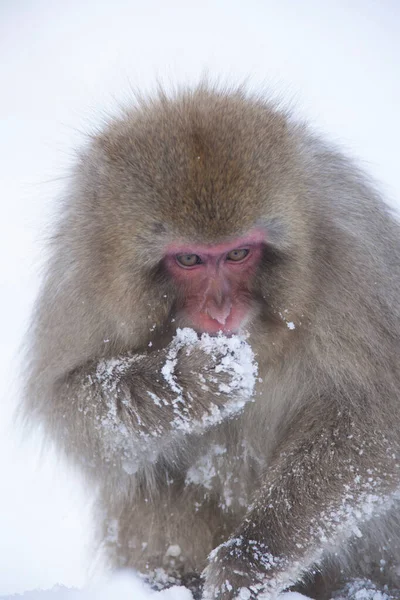 Macaque Japonais Singe Des Neiges Hiver — Photo