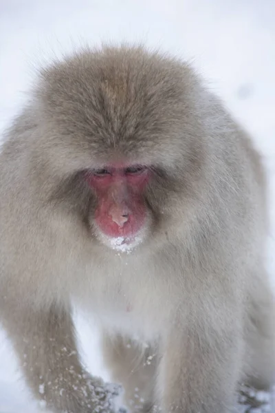 Ιαπωνικά Macaque Snow Monkey Χειμώνα — Φωτογραφία Αρχείου