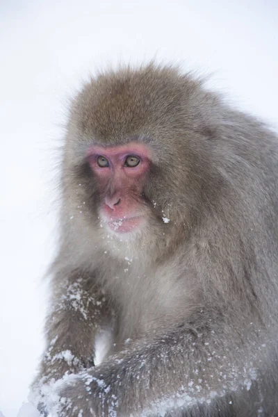 Japoński Macaque Snow Monkey Zimie — Zdjęcie stockowe