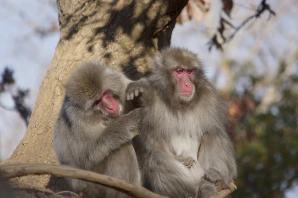 Ιαπωνικές Μαϊμούδες Macaque Χιόνια Στην Ιαπωνία Φωτογραφία Αρχείου