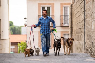Profesyonel köpek yürüteç veya evcil hayvan bakıcısı şehir caddesinde tasma üzerinde sevimli farklı cins ve kurtarma köpekleri bir paket yürüyüş.