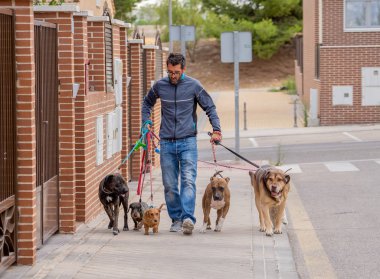 Profesyonel köpek yürüteç veya evcil hayvan bakıcısı şehir caddesinde tasma üzerinde sevimli farklı cins ve kurtarma köpekleri bir paket yürüyüş.