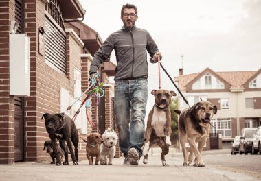 Profesyonel köpek yürüteç veya evcil hayvan bakıcısı şehir caddesinde tasma üzerinde sevimli farklı cins ve kurtarma köpekleri bir paket yürüyüş.