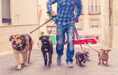Profesyonel köpek yürüteç veya evcil hayvan bakıcısı şehir caddesinde tasma üzerinde sevimli farklı cins ve kurtarma köpekleri bir paket yürüyüş.
