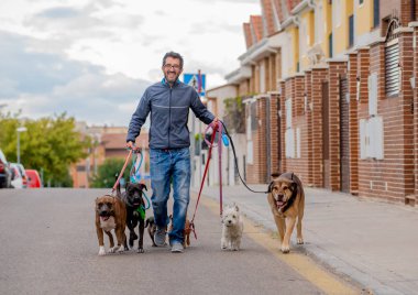 Profesyonel köpek yürüteç veya evcil hayvan bakıcısı şehir caddesinde tasma üzerinde sevimli farklı cins ve kurtarma köpekleri bir paket yürüyüş.
