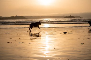 Alman çoban köpeği tasma kapalı çalışan ve gün batımında bir dost köpek plajda oynuyor. Pet dostu tatil hedef reklam ve köpek severler görüntü ve veteriner arka planlar reklam.