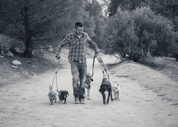 Paseador Profesional Perros Cuidador Mascotas Paseando Paquete Lindos Perros Diferentes — Foto de Stock