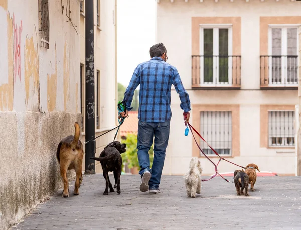 Professional dog walker or pet sitter walking a pack of cute different breed and rescue dogs on leash at city street.