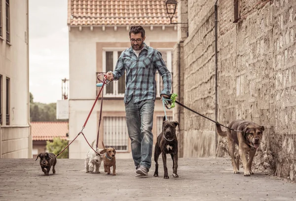 Paseador Profesional Perros Niñera Mascotas Paseando Paquete Lindos Perros Diferentes — Foto de Stock