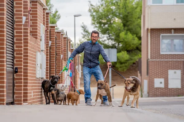 Επαγγελματίας Περιπατητής Σκύλων Pet Μπέιμπι Σίτερ Περπάτημα Ένα Πακέτο Από — Φωτογραφία Αρχείου
