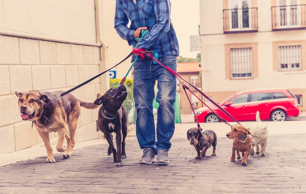 Paseador Profesional Perros Niñera Mascotas Paseando Paquete Lindos Perros Diferentes — Foto de Stock