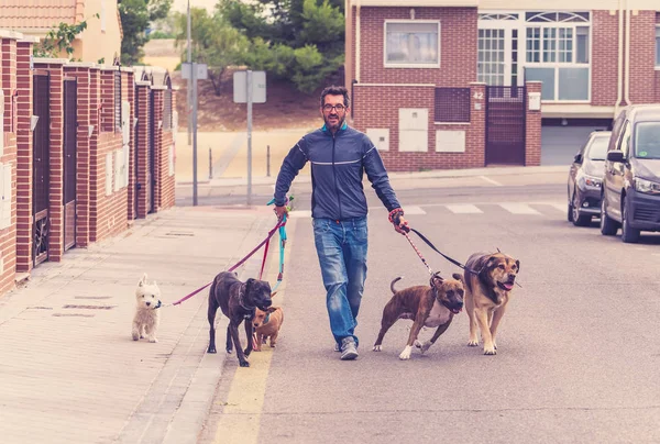 Professional dog walker or pet sitter walking a pack of cute different breed and rescue dogs on leash at city street.