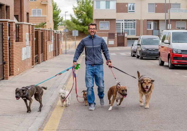 Paseador Profesional Perros Niñera Mascotas Paseando Paquete Lindos Perros Diferentes — Foto de Stock