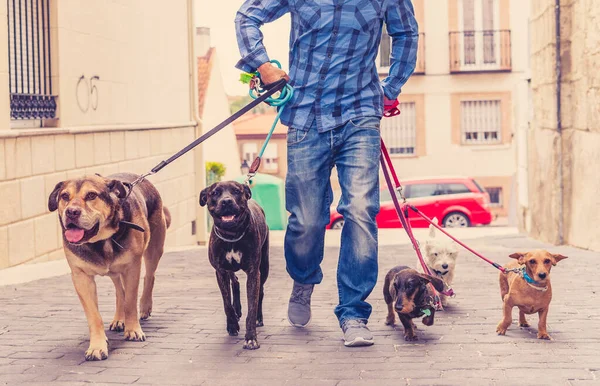 Paseador Profesional Perros Niñera Mascotas Paseando Paquete Lindos Perros Diferentes — Foto de Stock